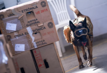 Cães farejadores reforçam inspeção de urnas para eleições no DF